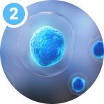 fensanis